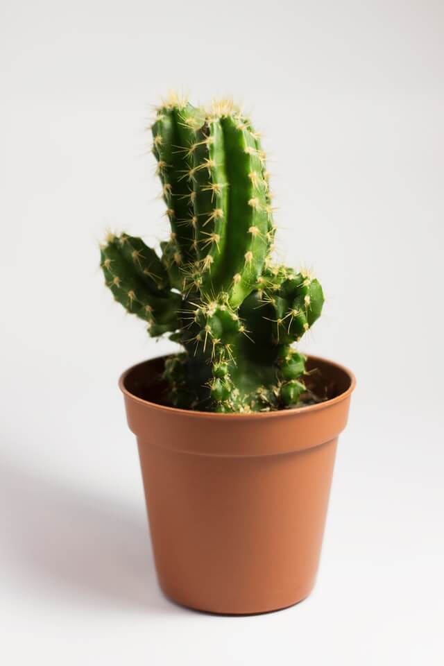 Cactus- Indoor Plant