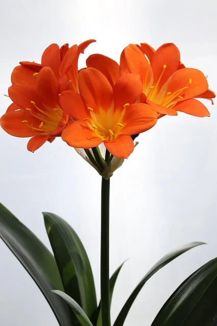 Clivia- Indoor Plant