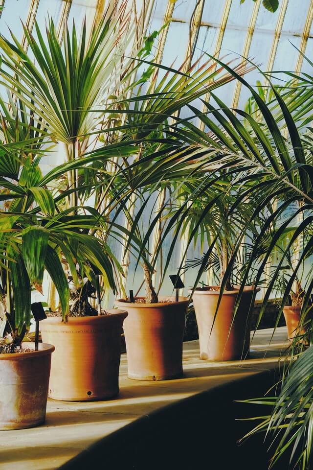 Palm- Indoor plant