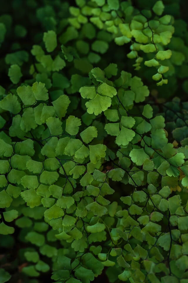 The maidenhair fern