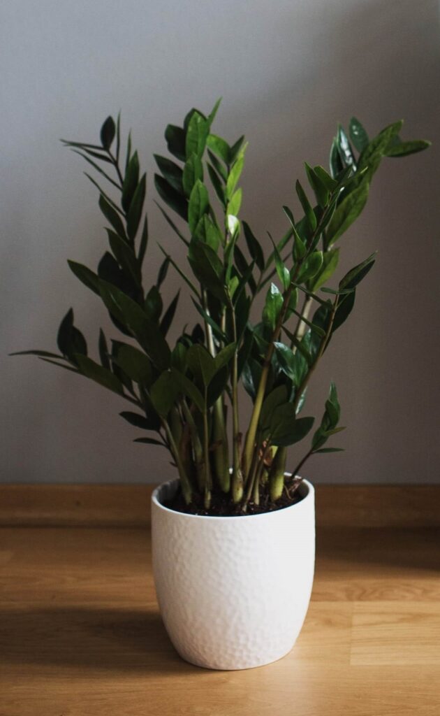 ZZ plant- Indoor Plant