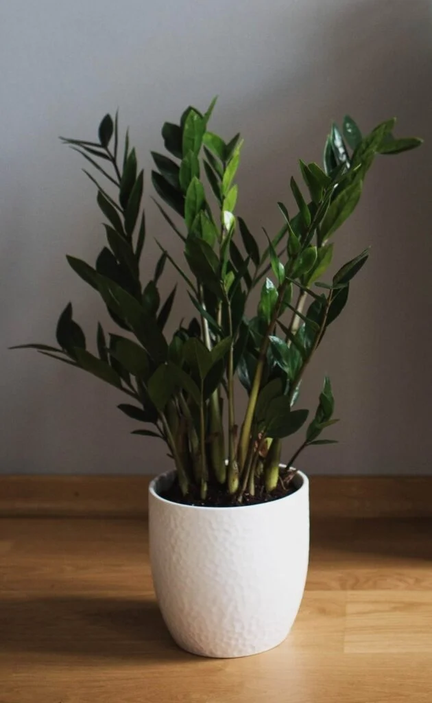 ZZ plant- Indoor Plant