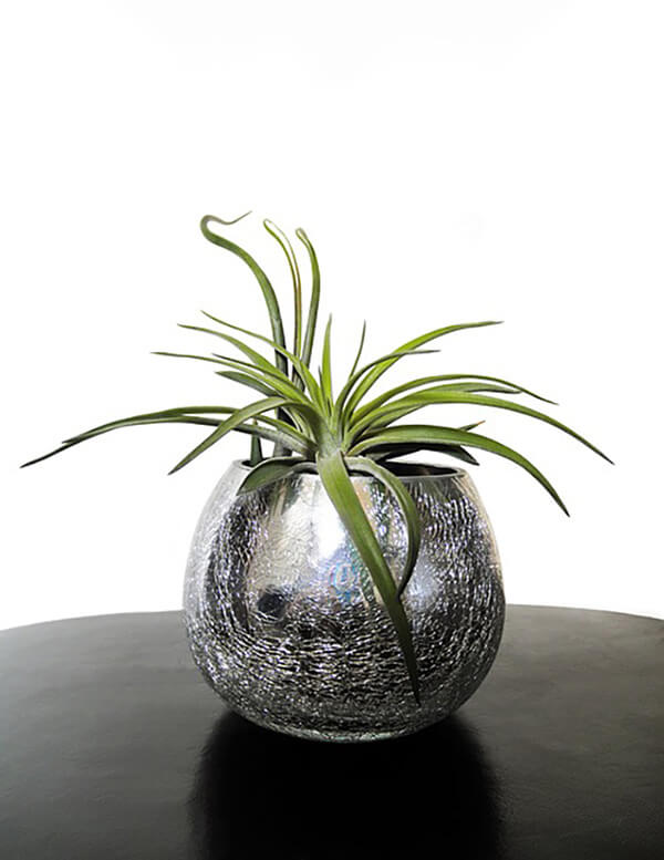Air plants (Indoor plants that do not need a lot of sun light)