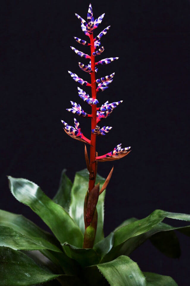 Bromeliads (Indoor plants that do not need a lot of sun light)