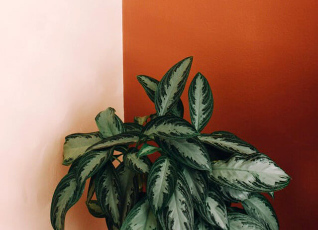 Chinese Evergreen (Indoor plant that does not need a lot of sun light)