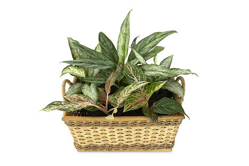 Dieffenbachia (Indoor plant that does not need a lot of sun light)