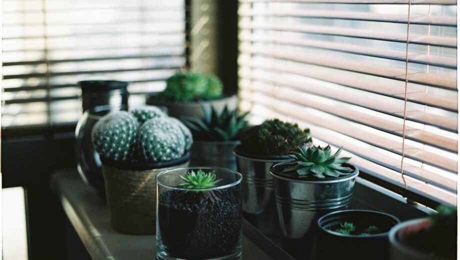 Indoor-plants