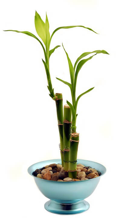 Lucky  bamboo (Indoor plants that do not need a lot of sun light)