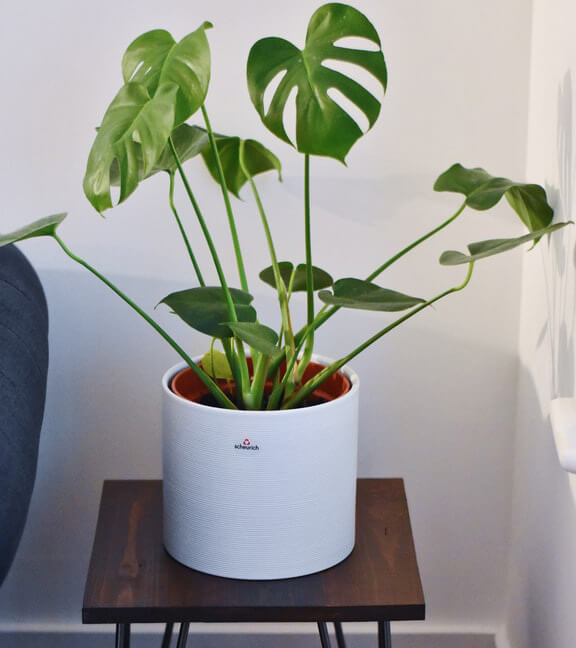 Philodendron (Indoor plants that do not need a lot of sun light)