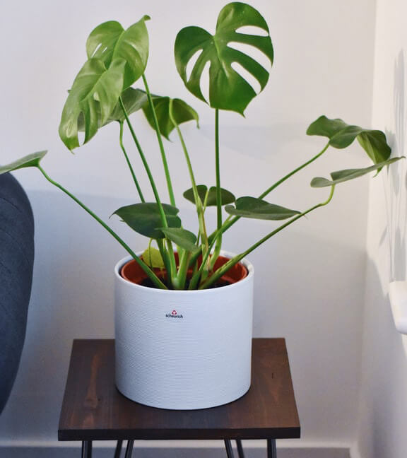 Indoor Plants That Don't Need a Lot of Sunlight | All Beauty Hacks