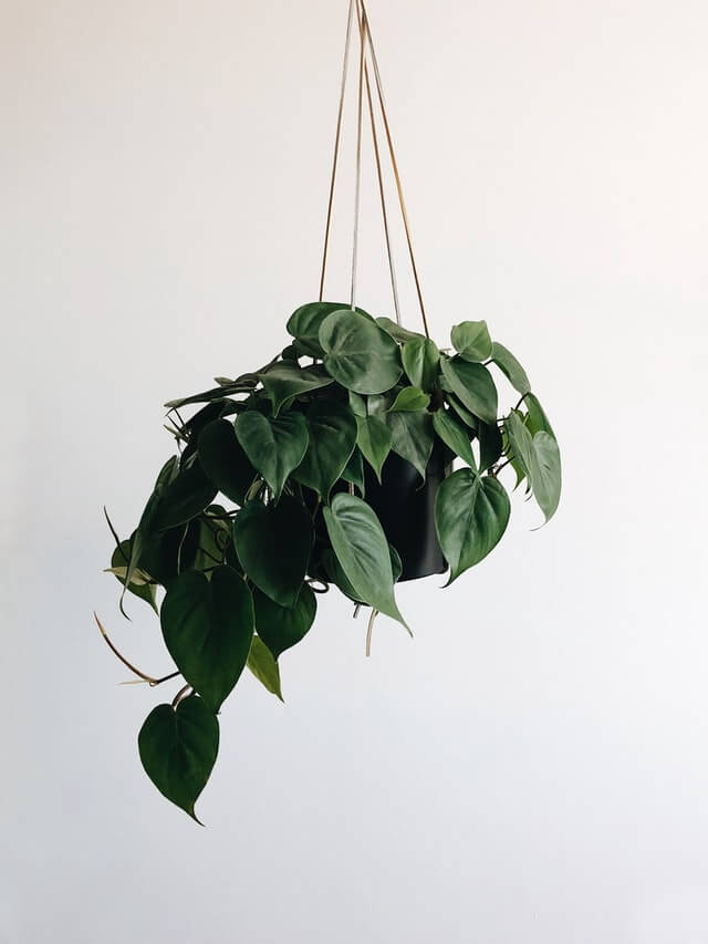 Pothos  (Indoor plant that does not need a lot of sun light)