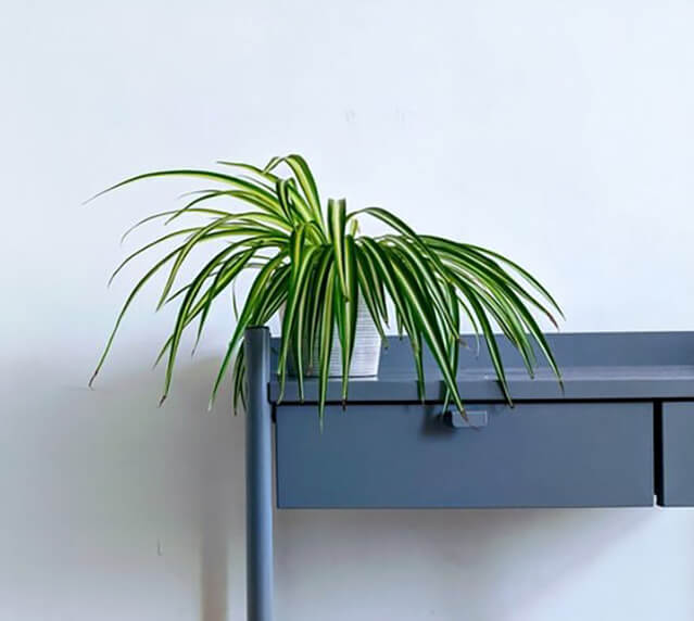 Indoor Plants That Don�t Need a Lot of Sunlight All
