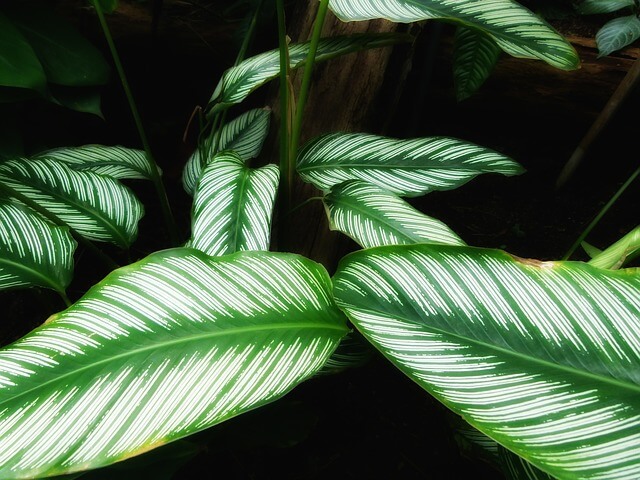 Calathea  (Indoor plant that does not need a lot of sun light)