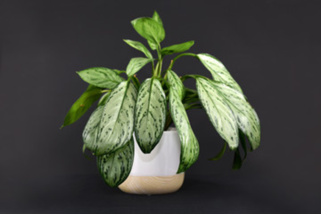 image 2 Best Indoor Plants for Your Home and Office