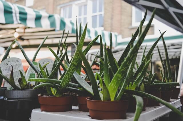 Aloe Vera plant