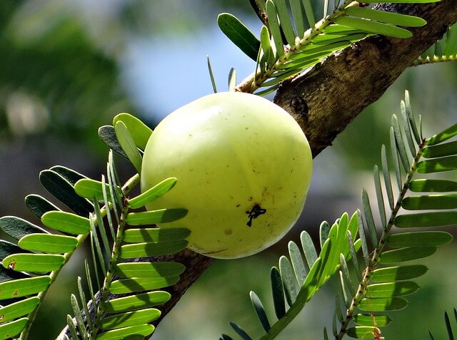 gooseberry- herbs for skin