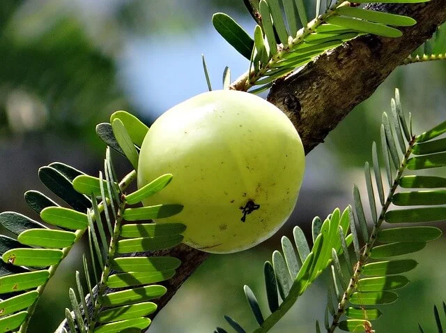 8 Amazing Herbs For Glowing Skin 1 gooseberry- herbs for skin