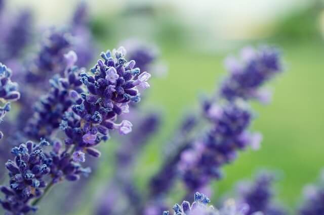 lavender-herbs for skin