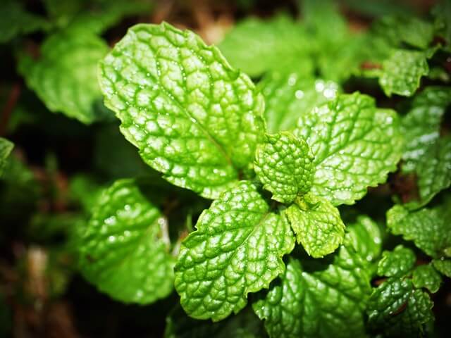 basil- herbs for skin