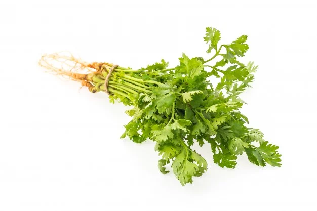 coriander leaves 