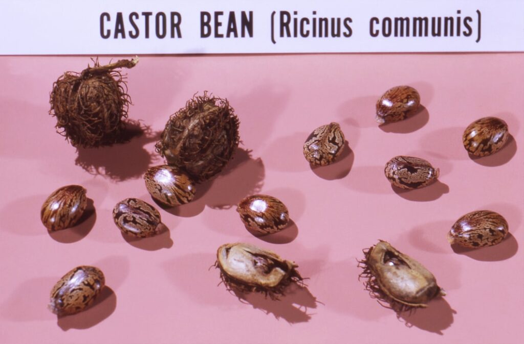 castor beans
