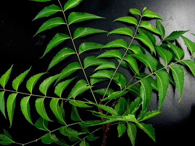 benefits of neem for hair