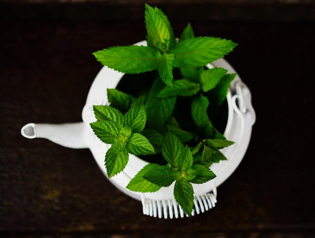 pexels pixabay 531260 1 How does peppermint Oil for skin work?