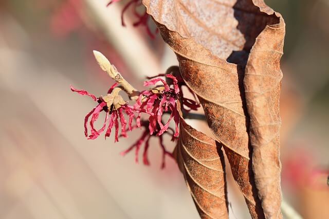 health benefits of witch hazel