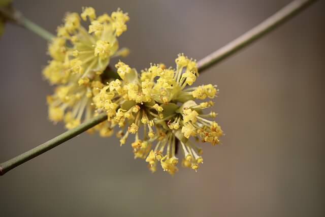 witch hazel