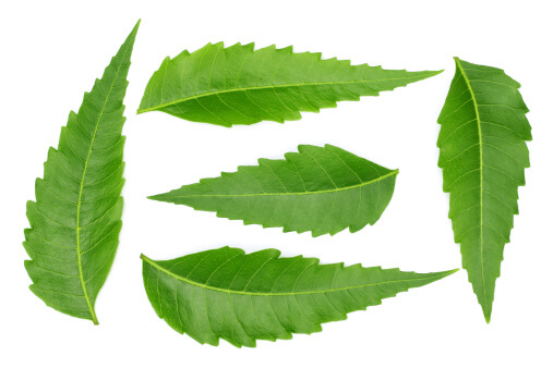 neem