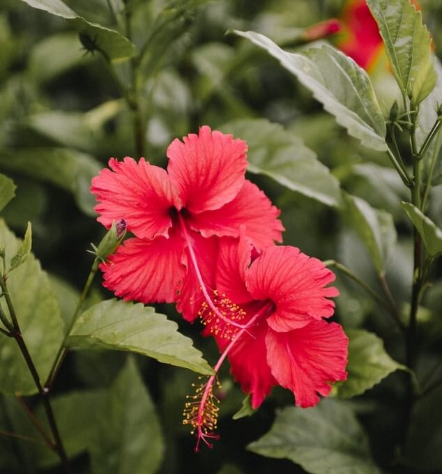 hibiscus face mask