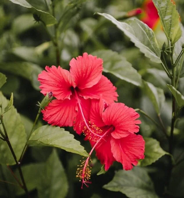 hibiscus