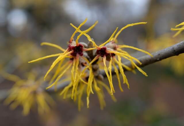 witch hazel for hair