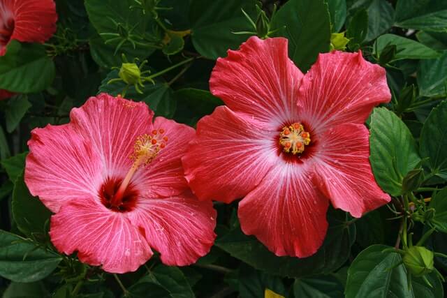 benefits of hibiscus oil for hair