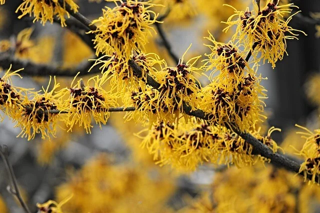 health benefits of witch hazel