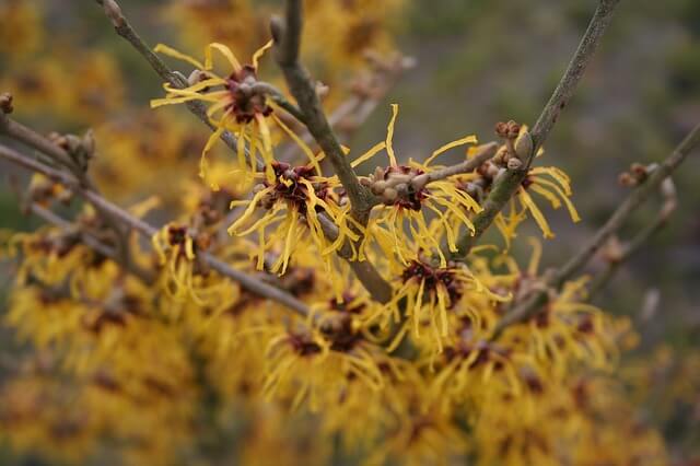 benefits of witch hazel for kin