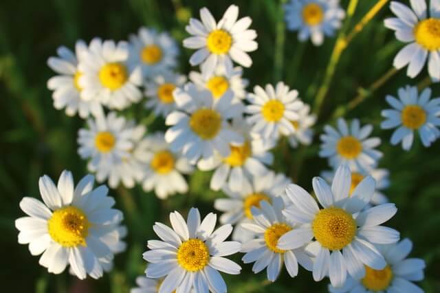 How to use chamomile oil for skin?