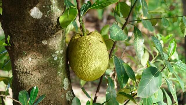 durian