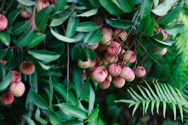 health benefits of lychee