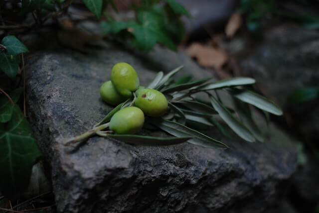 health benefits of olives