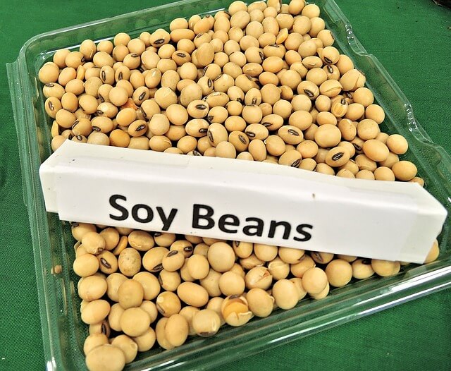 soy beans