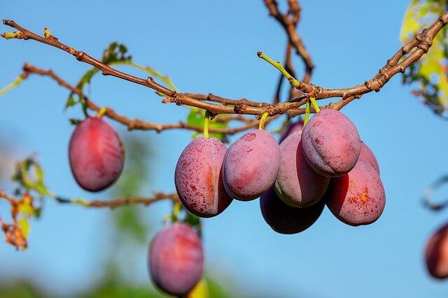 benefits of plum for hair